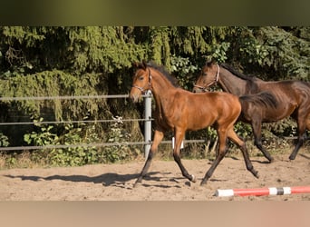 Koń trakeński, Ogier, 1 Rok, 165 cm, Gniada