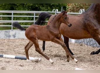 Koń trakeński, Ogier, 1 Rok, 168 cm, Gniada