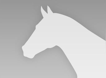 Koń trakeński, Ogier, 1 Rok, 168 cm, Jasnogniada