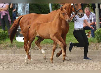 Koń trakeński, Ogier, 1 Rok, 168 cm, Kasztanowata