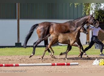 Koń trakeński, Ogier, 1 Rok, 168 cm, Skarogniada