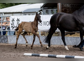 Koń trakeński, Ogier, 1 Rok, 170 cm, Kara