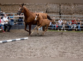 Koń trakeński, Ogier, 1 Rok, 170 cm, Kasztanowata