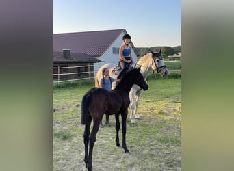 Koń trakeński, Ogier, 1 Rok, 170 cm, Może być siwy