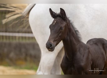 Koń trakeński, Ogier, 1 Rok, 170 cm, Może być siwy