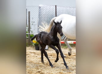 Koń trakeński, Ogier, 1 Rok, 172 cm, Może być siwy