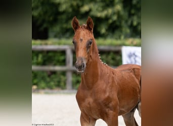 Koń trakeński, Ogier, 1 Rok, Ciemnokasztanowata