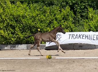 Koń trakeński, Ogier, 1 Rok, Kara