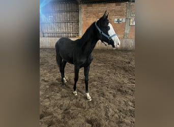 Koń trakeński, Ogier, 1 Rok, Może być siwy