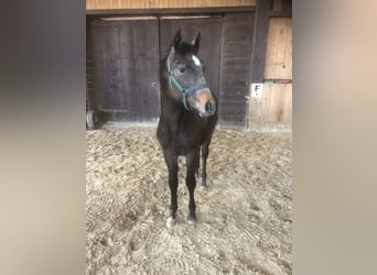 Koń trakeński, Ogier, 1 Rok, Siwa
