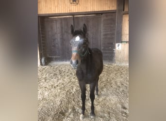 Koń trakeński, Ogier, 1 Rok, Siwa