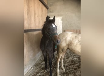 Koń trakeński, Ogier, 1 Rok, Siwa