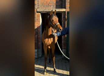 Koń trakeński, Ogier, 2 lat, 156 cm, Gniada