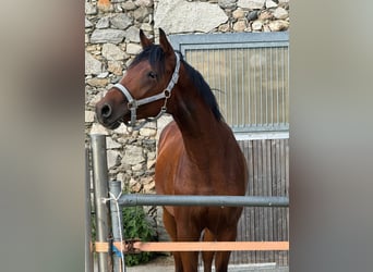 Koń trakeński, Ogier, 2 lat, 161 cm, Gniada