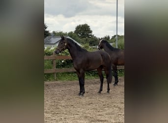 Koń trakeński, Ogier, 2 lat, 162 cm, Ciemnogniada