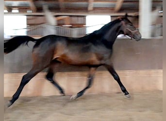 Koń trakeński, Ogier, 2 lat, 163 cm, Gniada
