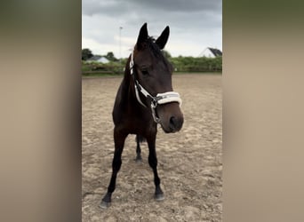 Koń trakeński, Ogier, 2 lat, 163 cm, Gniada