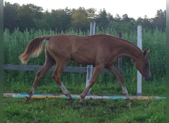 Koń trakeński, Ogier, 2 lat, 164 cm, Kasztanowata