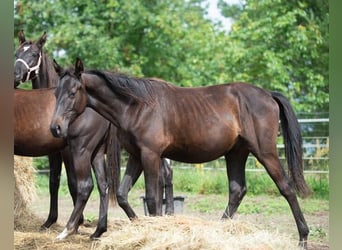 Koń trakeński, Ogier, 2 lat, 165 cm, Kara