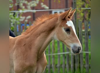 Koń trakeński, Ogier, 2 lat, 165 cm, Kasztanowata