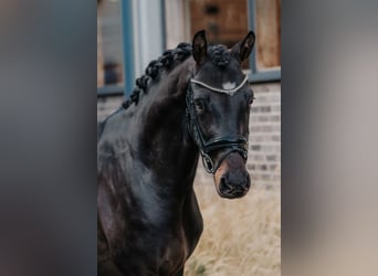 Koń trakeński, Ogier, 2 lat, 166 cm, Ciemnogniada