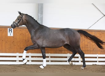 Koń trakeński, Ogier, 2 lat, 166 cm, Siwa