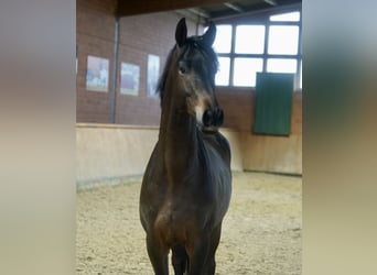 Koń trakeński, Ogier, 2 lat, 167 cm, Ciemnogniada