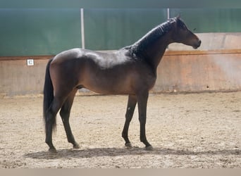 Koń trakeński, Ogier, 2 lat, 167 cm, Ciemnogniada