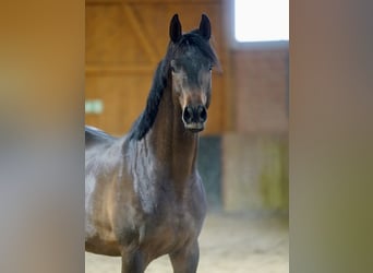 Koń trakeński, Ogier, 2 lat, 167 cm, Ciemnogniada