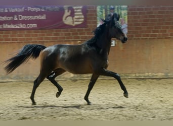 Koń trakeński, Ogier, 2 lat, 167 cm, Ciemnogniada