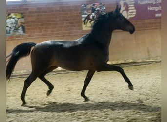 Koń trakeński, Ogier, 2 lat, 167 cm, Ciemnogniada