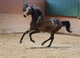 Koń trakeński, Ogier, 2 lat, 167 cm, Ciemnogniada