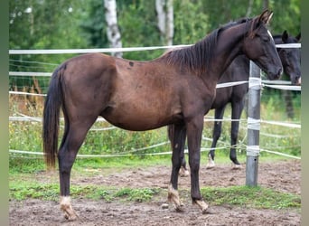 Koń trakeński, Ogier, 2 lat, 167 cm, Kara