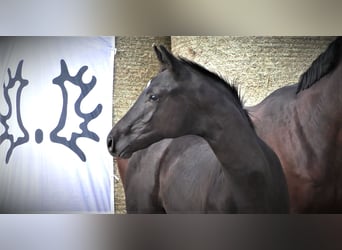 Koń trakeński, Ogier, 2 lat, 167 cm, Skarogniada
