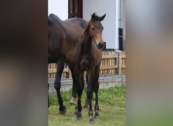 Koń trakeński, Ogier, 2 lat, 168 cm, Ciemnogniada