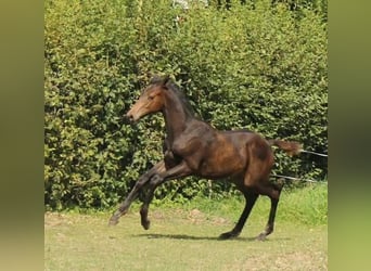 Koń trakeński, Ogier, 2 lat, 168 cm, Ciemnogniada