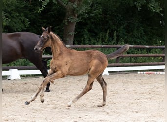 Koń trakeński, Ogier, 2 lat, 168 cm, Kara
