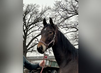 Koń trakeński, Ogier, 2 lat, 170 cm, Ciemnogniada