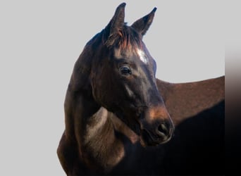 Koń trakeński, Ogier, 2 lat, 170 cm, Skarogniada