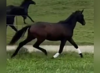 Koń trakeński, Ogier, 2 lat, 172 cm, Ciemnogniada