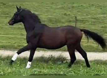 Koń trakeński, Ogier, 2 lat, 172 cm, Ciemnogniada