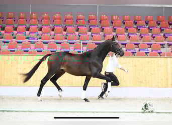 Koń trakeński, Ogier, 2 lat, 173 cm, Gniada