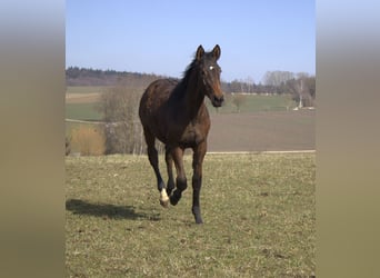 Koń trakeński, Ogier, 2 lat, 175 cm, Ciemnogniada