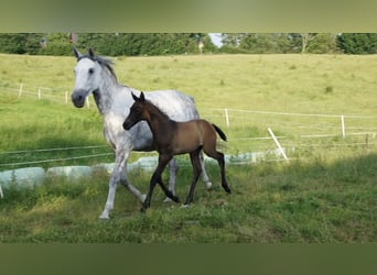 Koń trakeński, Ogier, 2 lat, Skarogniada