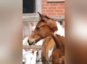 Koń trakeński, Ogier, 2 lat, Srokata