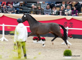 Koń trakeński, Ogier, 3 lat, 164 cm, Ciemnogniada