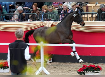 Koń trakeński, Ogier, 3 lat, 164 cm, Ciemnogniada