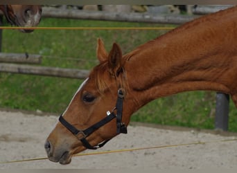 Koń trakeński, Ogier, 3 lat, 164 cm, Kasztanowata