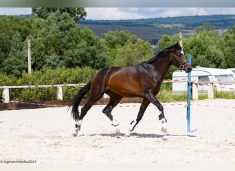 Koń trakeński, Ogier, 3 lat, 165 cm, Ciemnogniada