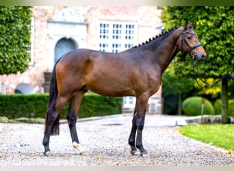 Koń trakeński, Ogier, 3 lat, 165 cm, Gniada